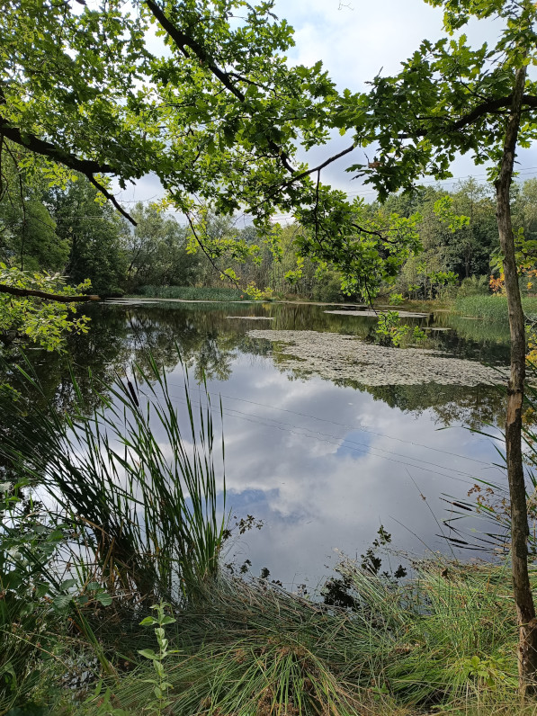 Focusing-Anfängergeist