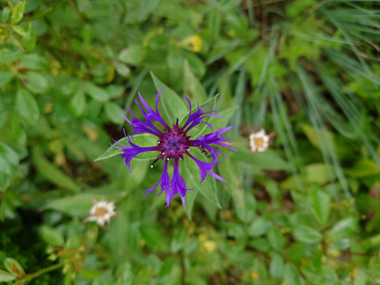 Focusing - mit dem eigenen Körper im Dialog sein